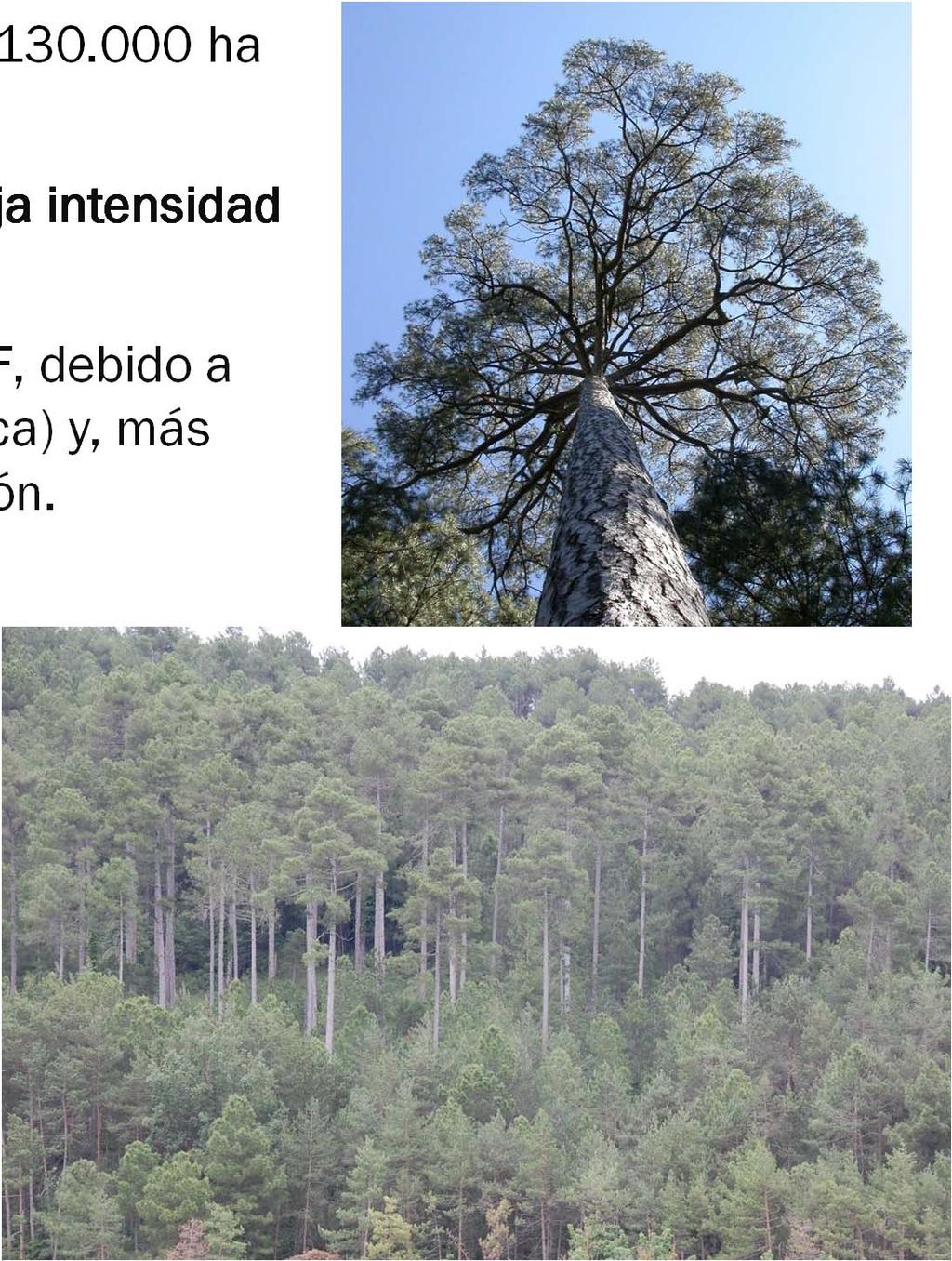 Introducción - Pinus nigra en Cataluña ocupa unas 130.