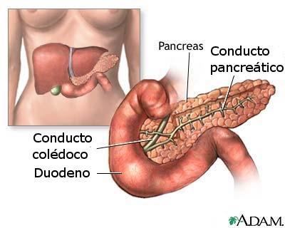 Páncreas: el jugo pancreático Contiene enzimas: amilasa pancreática, lipasa pancreática, tripsina, quimotripsina, peptidasa, nucleasas