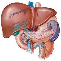 Digestión: El hígado Glándula más grande del organismo Peso 1,5 kg (sin sangre) Color