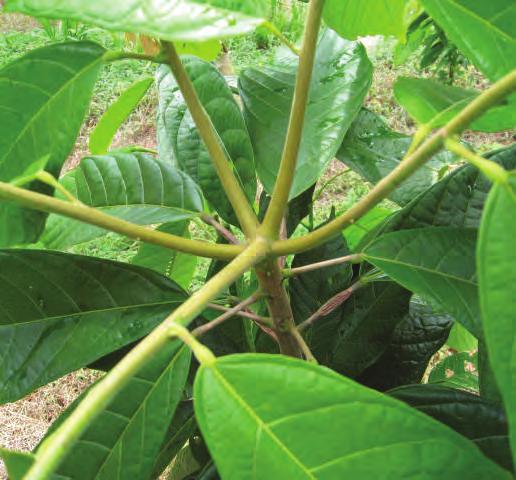 Manual para Productores Orgánicos 3.2 La planta de cacao El árbol de cacao es una planta leñosa, fuerte, de porte relativamente bajo, originaria del bosque.