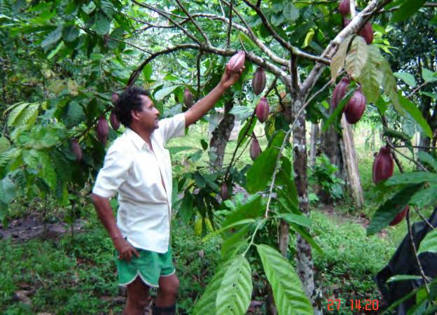 Tecnología MODERNA en la Producción de Cacao Algunas preguntas para discusión: Por qué se considera a un árbol especial?