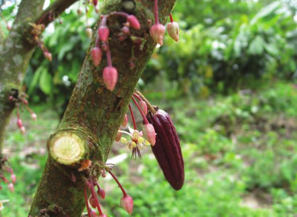 Tecnología MODERNA en la Producción de Cacao Cuadro 7.