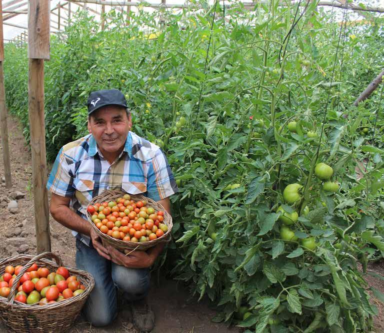 Manual de cultivo del tomate bajo invernadero Editora: Andrea Torres P.