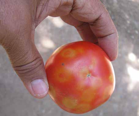 paso de los insectos vectores. En la Figura 3.9 se observa el típico daño de manchas circulares cloróticas en frutos. Figura 3.9. Manchas circulares cloróticas causadas por virus del bronceado del tomate.