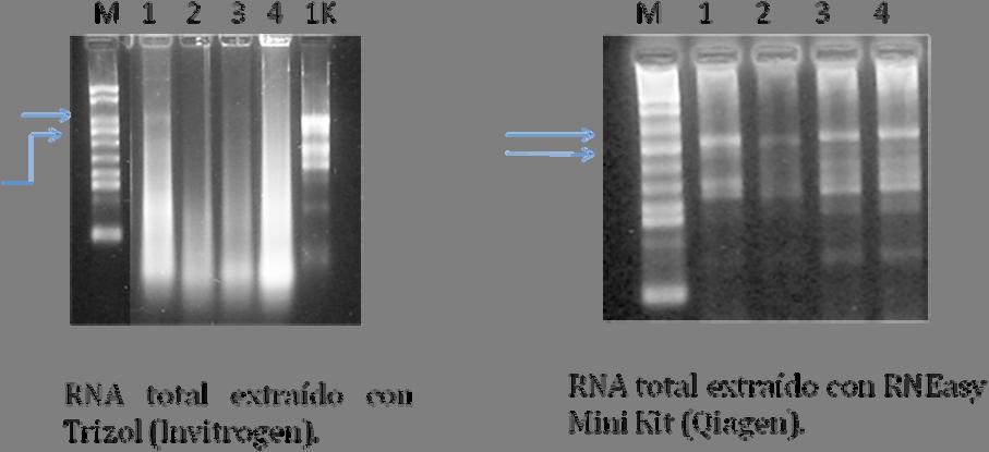 Se colectó tejido foliar durante los tres días del PMP y se procedió a extraer el ARN total.