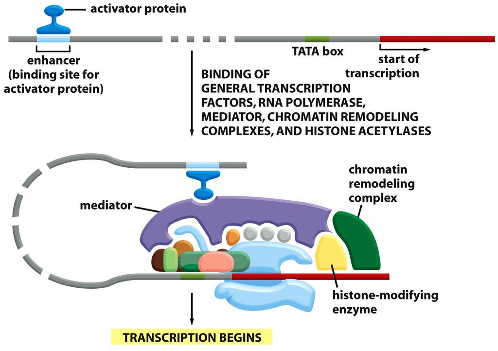 MOLECULAR BIOLOGY DNA replication, transcription CORE PROMOTER