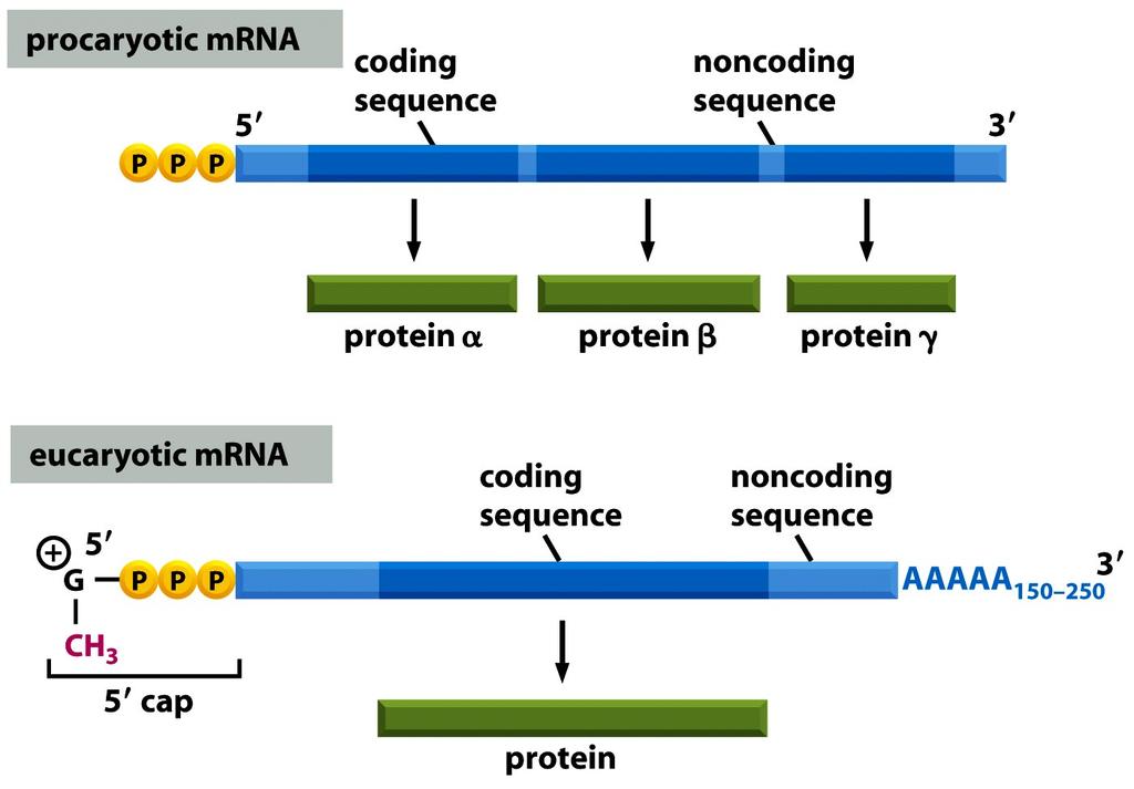 Figure 6-22a Molecular Biology of the Cell ( Garland