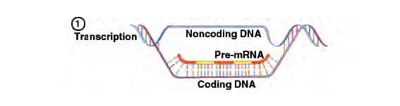 TRANSCRIPCIÓN Qué es? Es la copia del RNA a partir del DNA (se transcribe) Cómo se realiza?