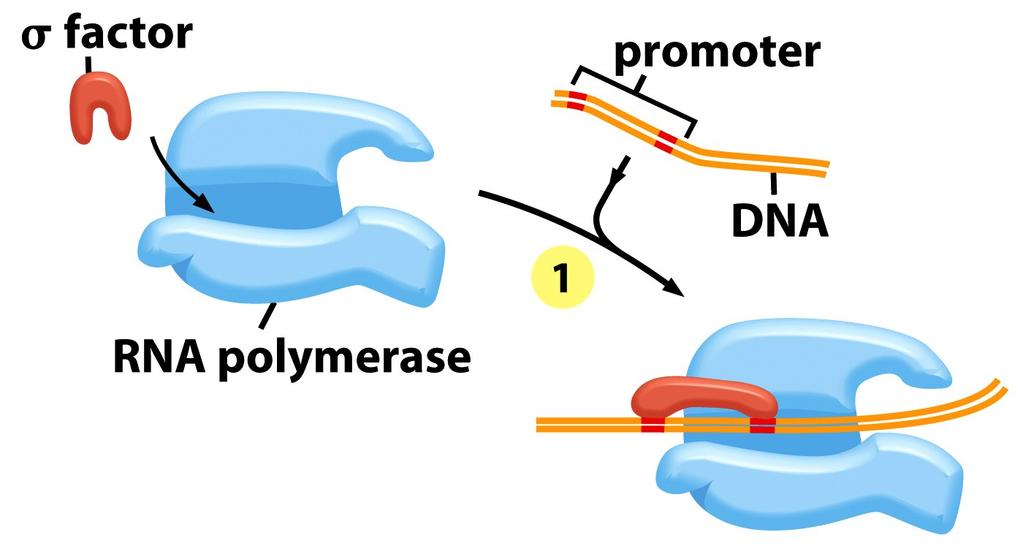 MOLECULAR BIOLOGY DNA replication, transcription TRANSCRIPTION START IN