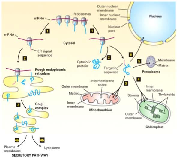 Síntesis de proteínas en la célula cómo se incorporan proteínas a estos organelos?