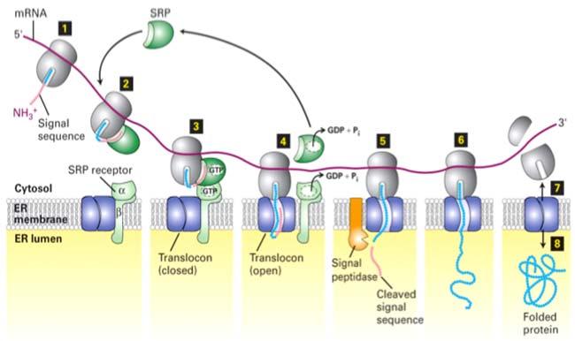 Síntesis de proteínas solubles en el RE El péptido termina de sintetizarse mientras el ribosoma permanece unido al poro (6).