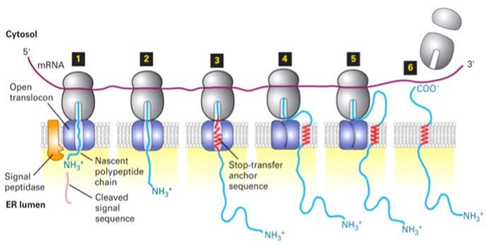 Síntesis e inserción en la membrana del RE de proteínas con un segmento hélice α de transmembrana Cuando se sintetiza una secuencia de aprox.