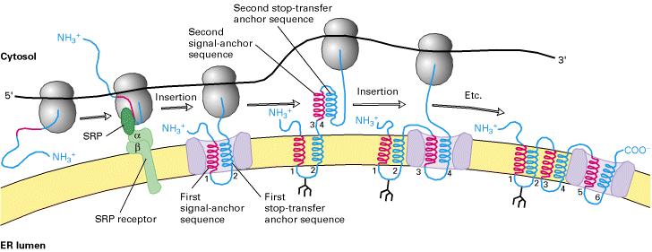Síntesis e inserción en la membrana del RE de proteínas con múltiples segmentos hélices α de transmembrana Al sintetizarse el segundo hélice α cesa la extrusión de la cadena a través del translocon