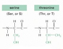 Glicosilación de unión-o Las proteínas también pueden ser modificadas por adición de azúcares a las cadenas laterales de residuos serina o treonina dentro de secuencias específicas de AAs.