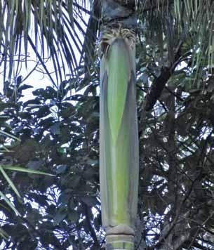 Es monoica, monocaule e inerme de hasta 26 m de altura; tiene tronco liso (altura = 22 m; DAP= 25-30 cm), erecto y cilíndrico que en su base las raíces adventicias forman una masa