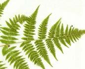 How can we classify plants? Non- seed plants: Some plants, such as ferns and mosses don t have seeds. They produce special cells, called spores.