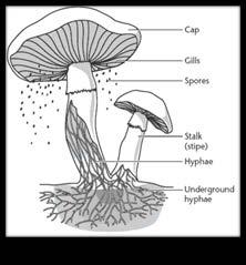 Monera, Fungi and Pro7sta Kingdoms (Reinos monera, hongos y pro7sta). What are chacarteris7cs of Fungi? Mushrooms, mould and yeast are fungi. ( Cuáles son las caracterís7cas de los hongos?