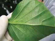 Ninfa Adulto Daños Decoloración de las hojas Agentes de control biológico Telarañas