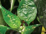 Pulgón verde de la patata (Macrosiphum euphorbiae) Pulgón verde del melocotonero (Myzus persicae)