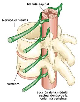Recordar: Los nervios espinales tienen una raíz z