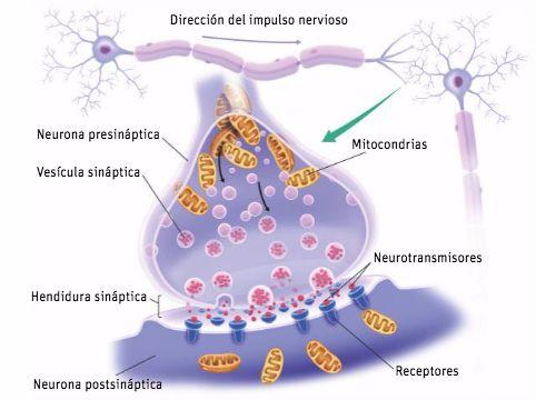 La sinapsis también se produce entre neuronas motoras y órganos efectores: músculos o glándulas, que responden