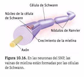 En los nervios periféricos, las fibras mielínicas están formadas por células de Schwann