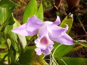 es) Introducción Resumen En la Isla de Ometepe se identificaron 18 taxones de orquídeas (Orchydiaceae) sobre tres sustratos y biotopos diferentes: terrestres, litófitas y epífitas.
