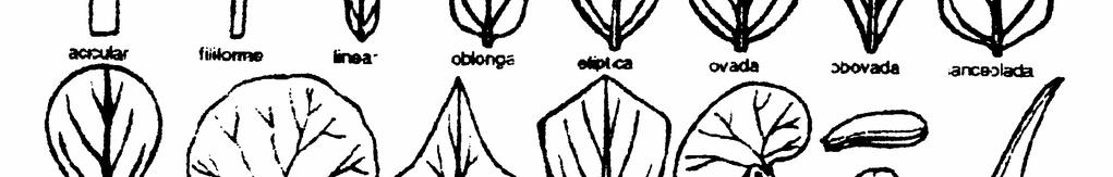 Ensiformes: forma de espadas, larga, bordes paralelos, afilados, ej. Sansevieria thyrsiflora (espada de San Jorge). 6. Escamiforme: forma o aspecto de escamas, ej. Cupressu sp. (ciprés). 7.