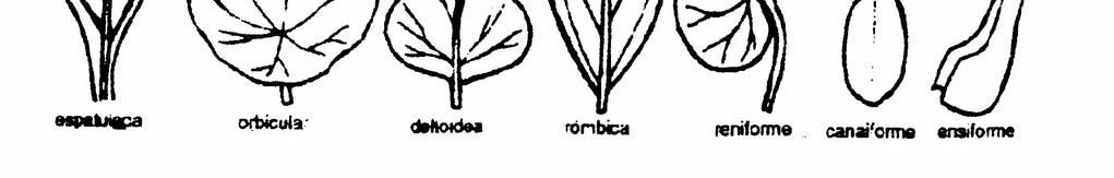 Caladium bicolor (caladio). 9. Lanceolada: forma de lanza, ej. Nerium oleander (laurel de jardín). 10. Linear: forma estrecha y comprimida, bordes paralelos o casi, ej. Eleusine indica. 11.