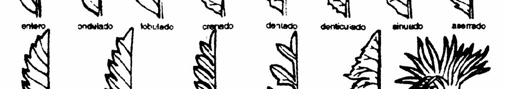 16. Sagitada: forma de seta, base entrante, con dos lóbulos puntiagudos volcados hacia abajo, ej. Araceae. En cuanto al borde: 1. Crenado: con bordes obtusos o redondeados. 2.