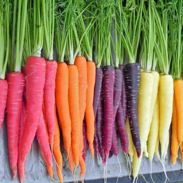 La parte consumida de la zanahoria es su raíz, de la que existen múltiples formas y sabores. Destaca por su contenido en caroteno y vitaminas A, B y C.