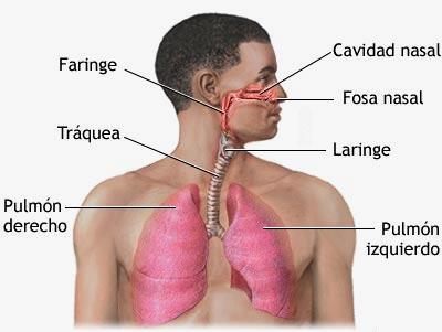 Vías aéreas, funciones Vías respiratorias Fosas
