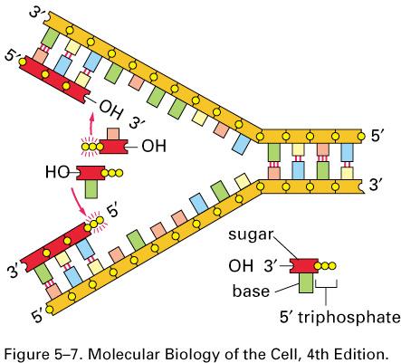 polymerase I Figure 5-12
