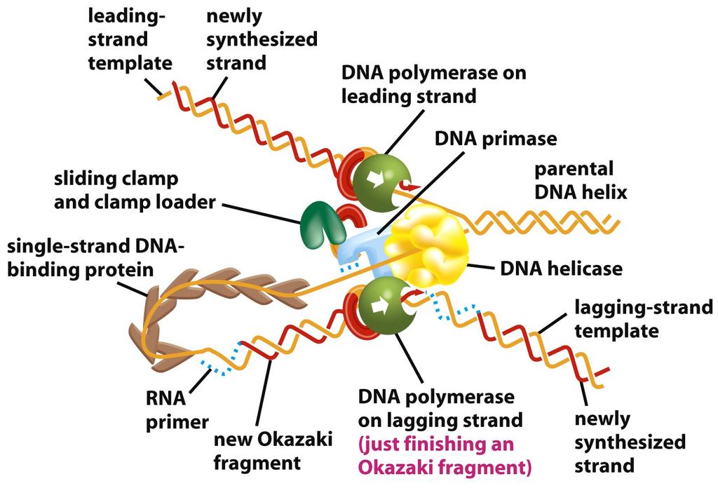 MOLECULAR BIOLOGY DNA replication, transcription Figure