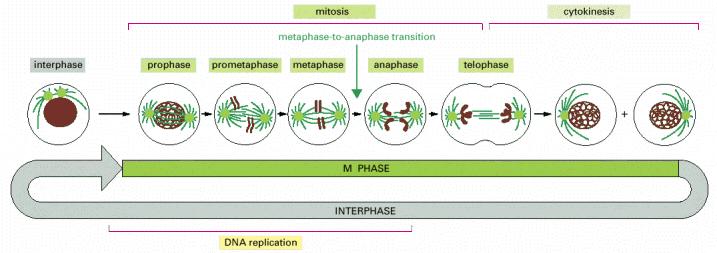 Mitosis La entrada a esta etapa es regulada por M-Cdk Son 5 etapas: