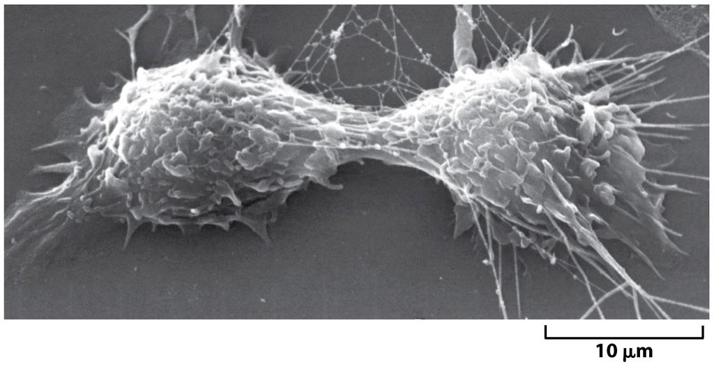 Huso Mitótico=microtúbulos Anillo