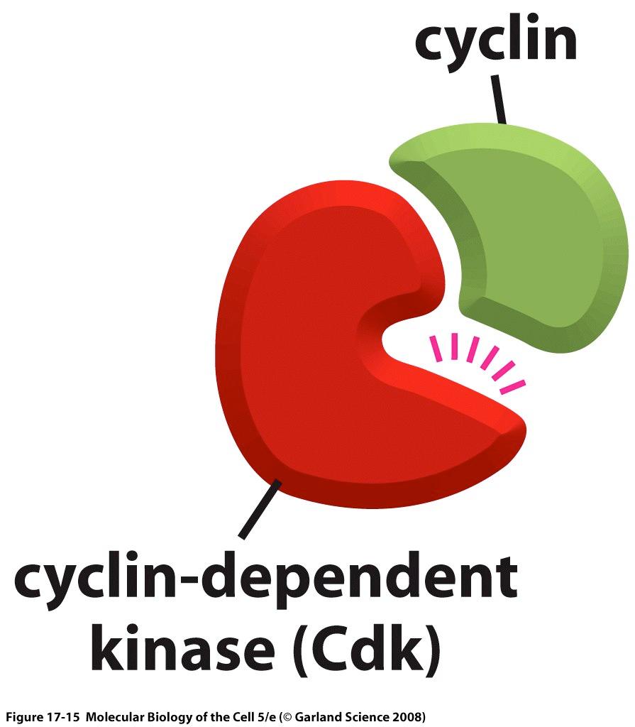 Cómo se regula el ciclo? Qué determina el paso de una fase a otra? Proteínas Clave del Control del Ciclo Celular: Complejo Ciclina-Cdk.