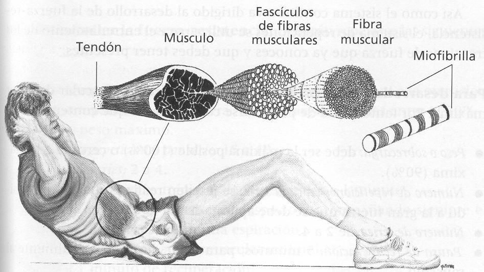 fibras musculares unidas entre sí por el Endomisio. Cada haz de fibras musculares consta de infinidad de miofibrillas rodeadas y protegidas por una membrana llamada Sarcolema. 2.3. TIPOS DE MÚSCULOS.
