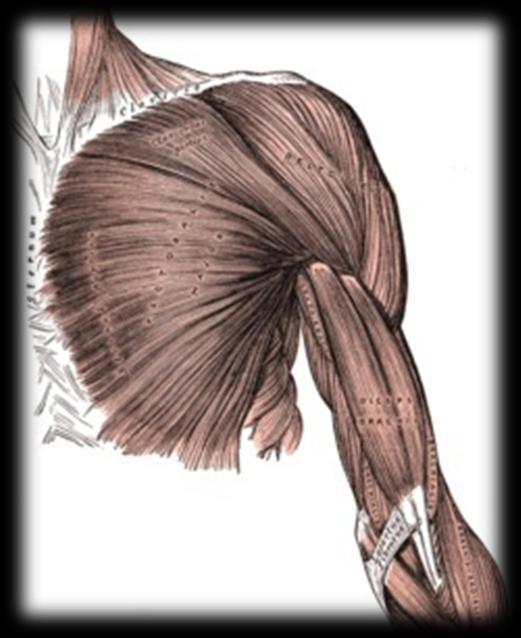 Alteración Músculos Toracohumerales.