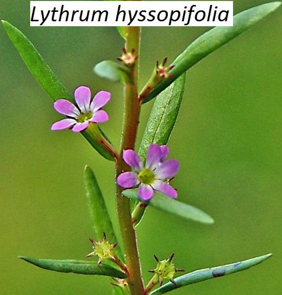 Lythrum