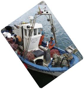 Empleo Durante el 2013, el empleo directo generado por el sector pesquero en asciende a 130 puestos de trabajo; 112 de los cuales son tripulantes de los barcos de pesca, 7 mariscadores y 11 trabajan