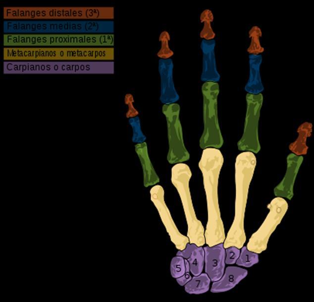 Huesos: Falanges 2 al 5 dedo tienen 3 falanges Proximal Media Distal: aplanadas y terminan
