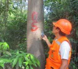 Número de árboles inexistentes constatados durante supervisiones realizadas por el OSINFOR en el marco de la Operación Amazonas 2014.