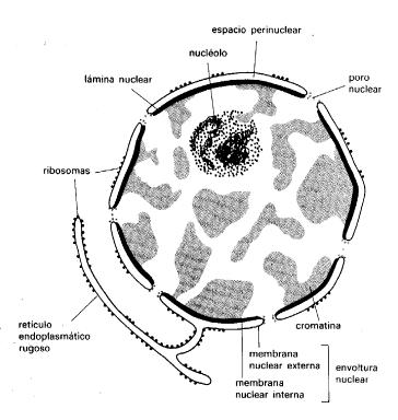 de agua, iones y metabolitos, a la vez que mantiene el potencial electroquímico El núcleo tiene forma esférica u ovoide, se localiza en el citoplasma y está limitado por la membrana