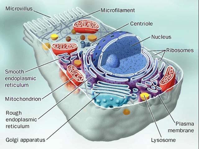 Los Lisosomas Son vesículas delimitadas por una