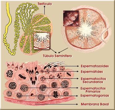 10 los túbulos seminíferos. Casi al mismo tiempo, las células germinales primordiales dan origen a las células madre de los espermatogonios.