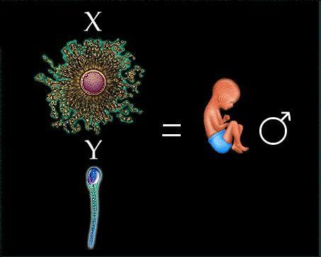 2 TEORIA COMOSOMICA DE LA HERENCIA Los rasgos de un nuevo individuo son determinados por genes específicos presentes en cromosomas heredados por el padre y la madre.