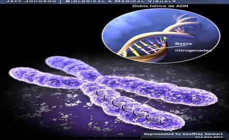 Cada célula hija recibe la mitad del material cromosómico duplicado y de este modo conserva el mismo número de