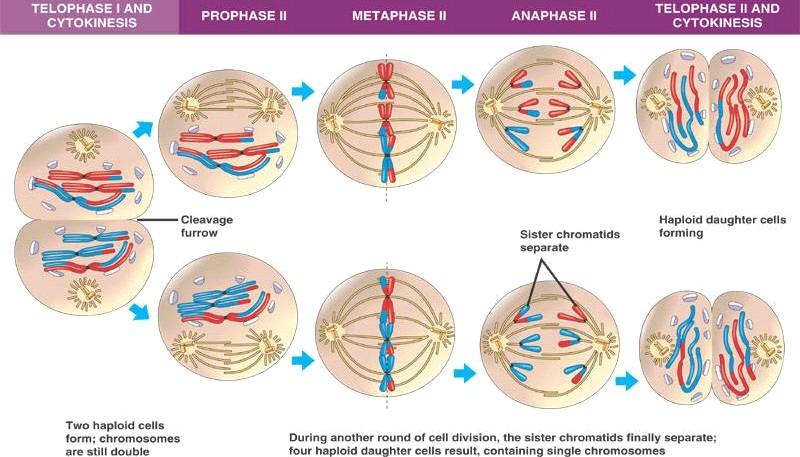 Durante la meiosis se producen dos divisiones celulares sucesivas, la Meiosis I y la Meiosis II MEIOSIS I: Al igual que en la mitosis, las células germinativas primordiales femenina y masculina,
