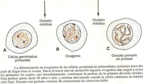 6 mitóticas durante la migración y también cuando llegan a la gónada.